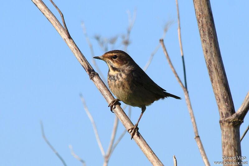 Bluethroat female adult breeding