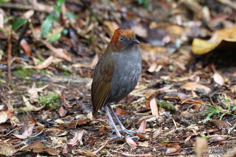 Chestnut-naped Antpittaadult, identification