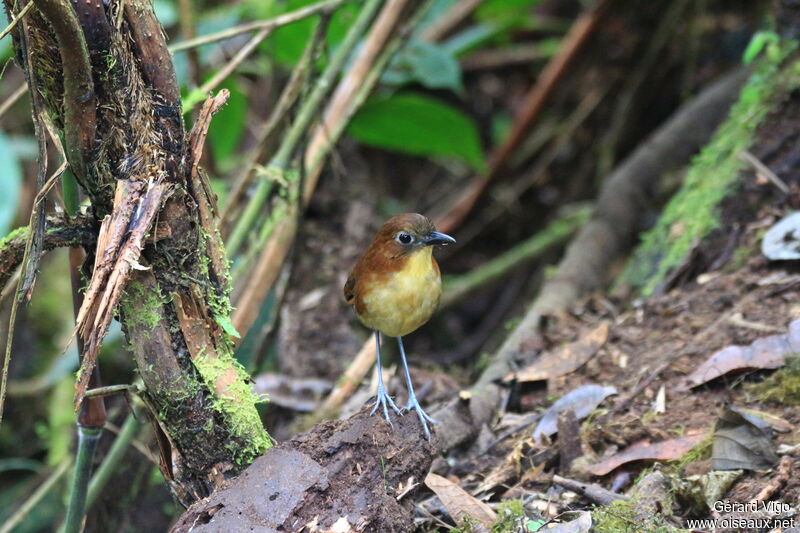 Yellow-breasted Antpittaadult