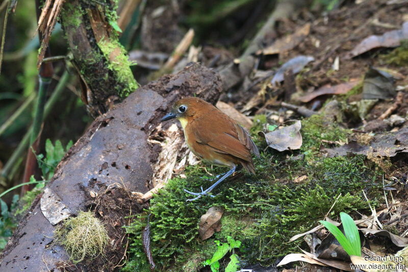 Yellow-breasted Antpittaadult