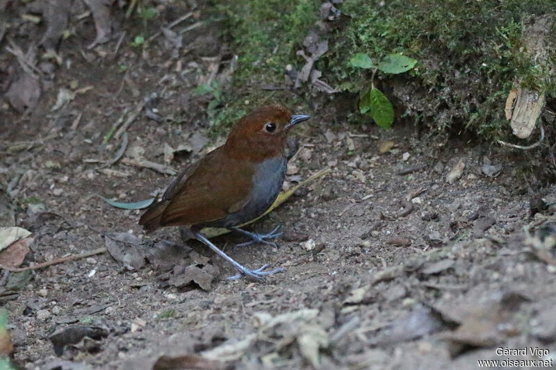 Bicolored Antpittaadult