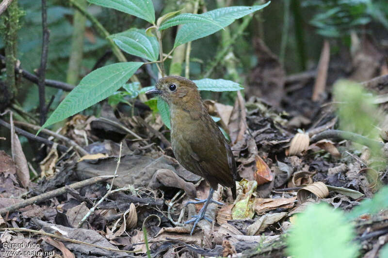 Brown-banded Antpittaadult, habitat, camouflage, pigmentation