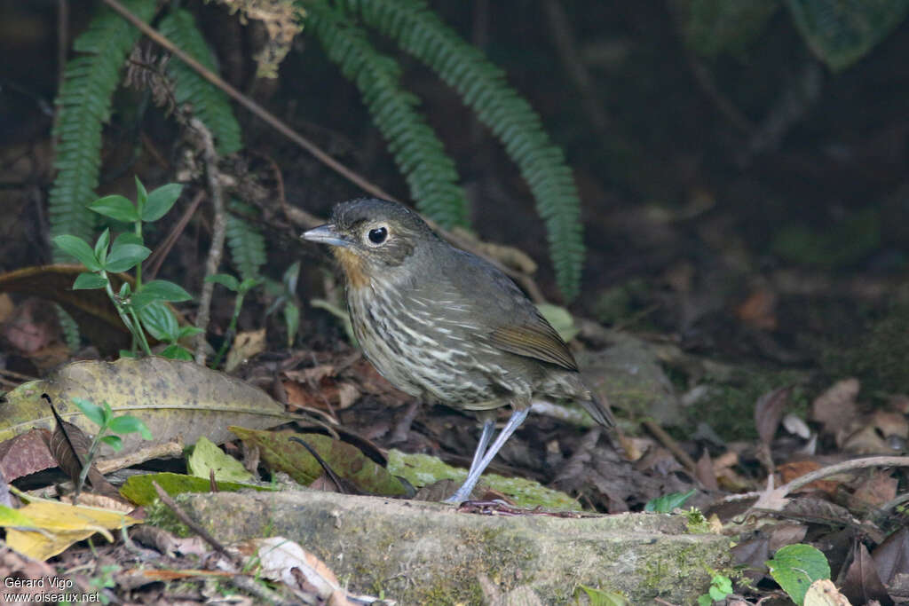 Santa Marta Antpitta