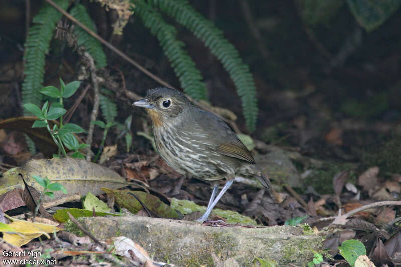 Grallaire des Santa Martaadulte, identification