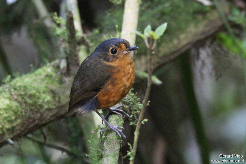 Slaty-crowned Antpittaadult