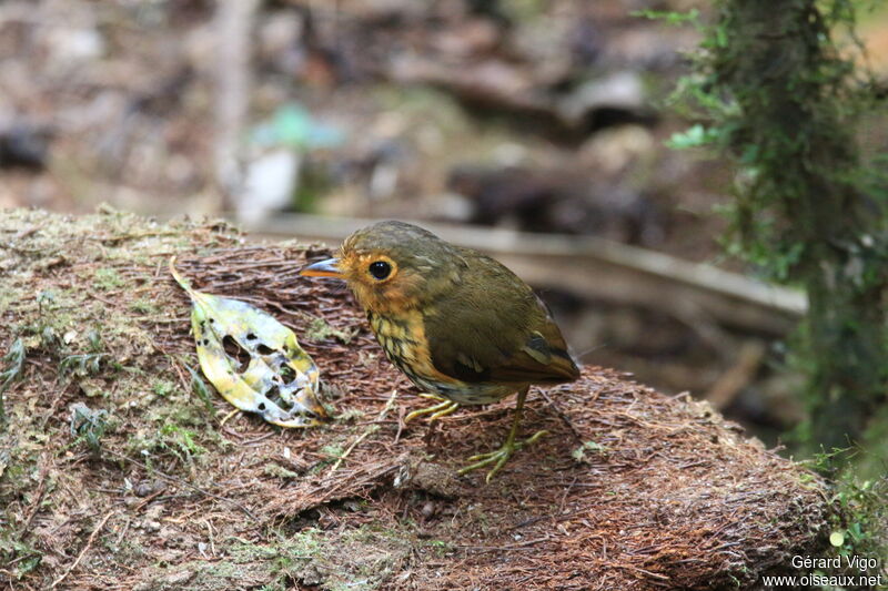 Ochre-breasted Antpittaadult