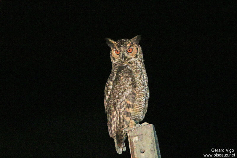 Great Horned Owladult