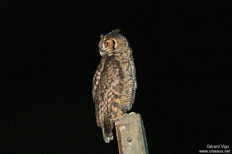 Great Horned Owladult