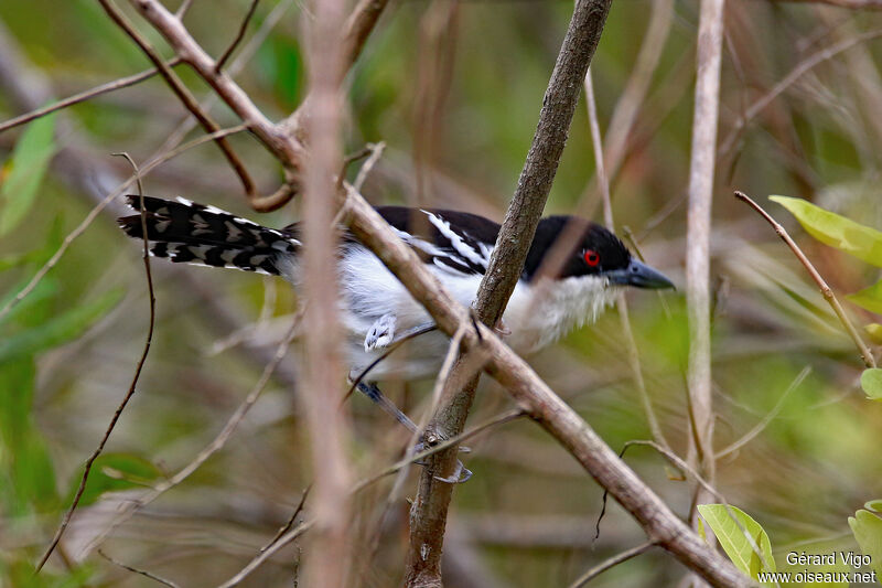 Great Antshrike male adult