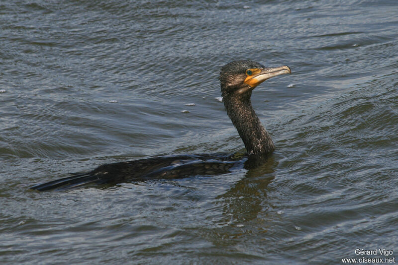 Grand Cormoranadulte