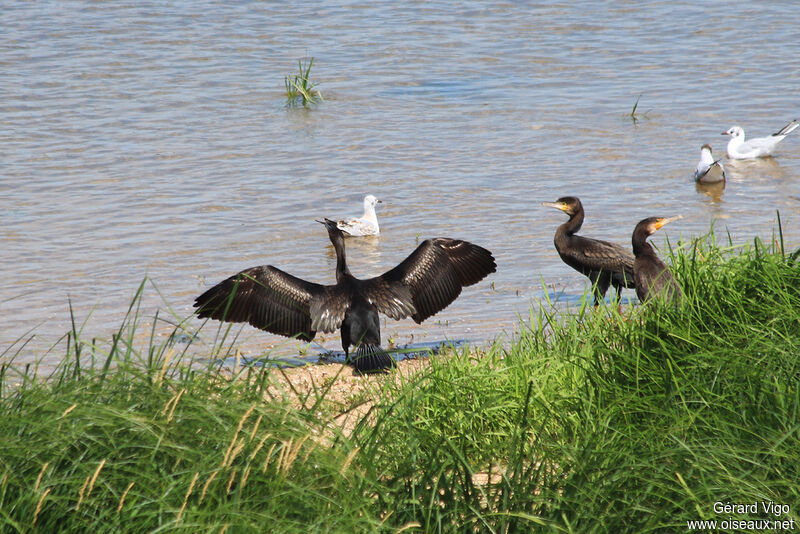 Grand Cormoranadulte