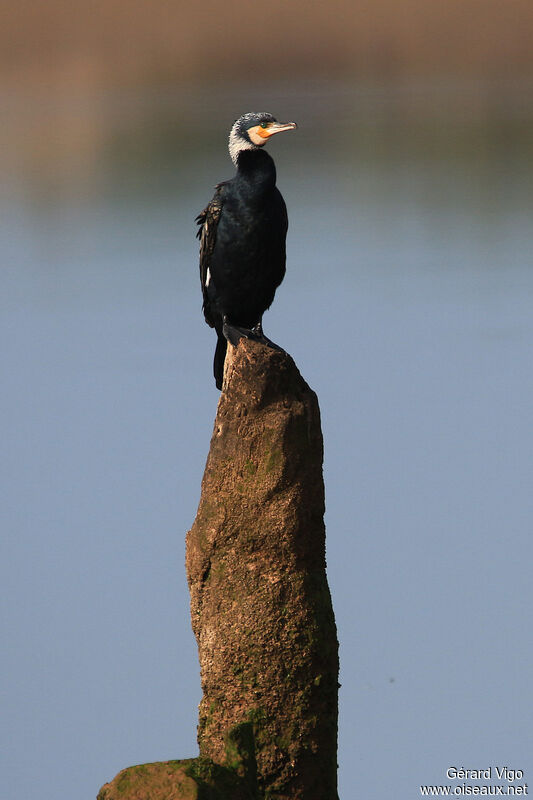 Great Cormorantadult breeding