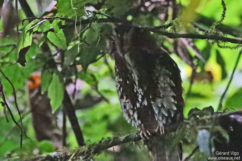 Feline Owlet-nightjaradult