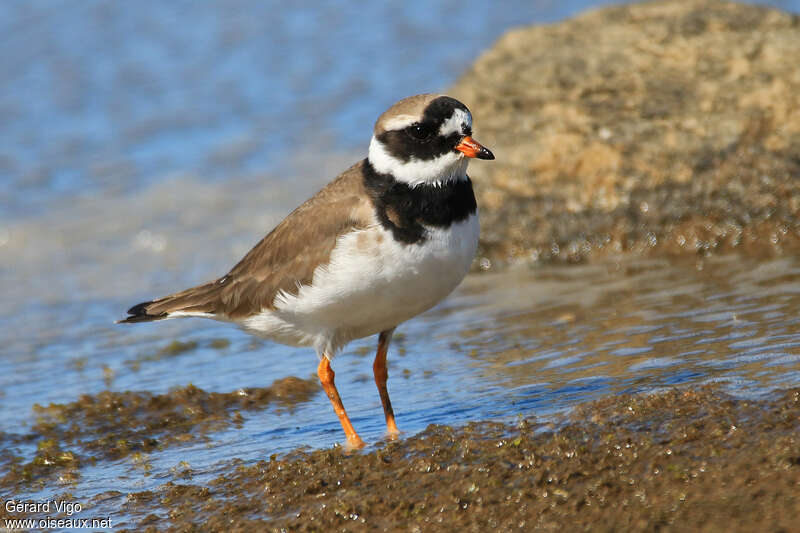 Common Ringed Plover female adult breeding, identification