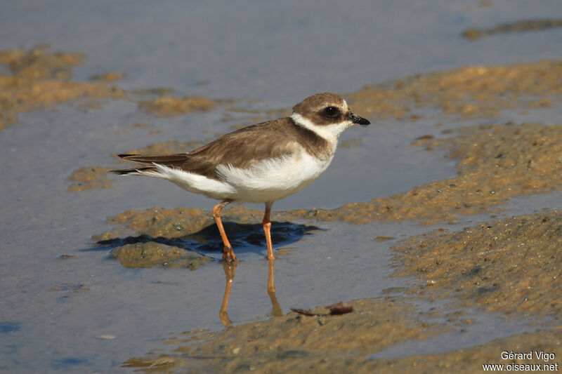 Common Ringed Ploverjuvenile