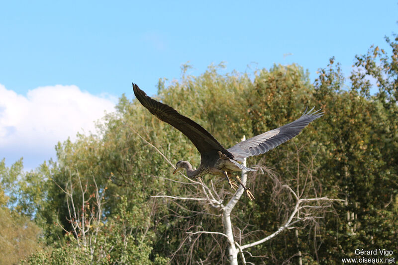 Great Blue Heronadult, Flight