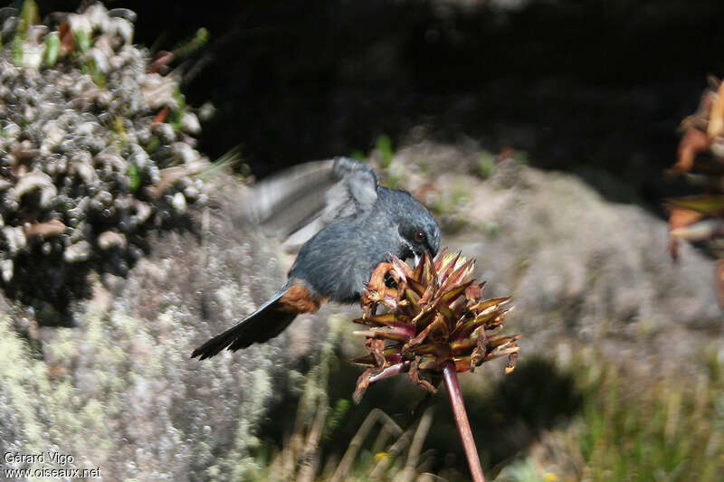 Greater Flowerpierceradult, feeding habits