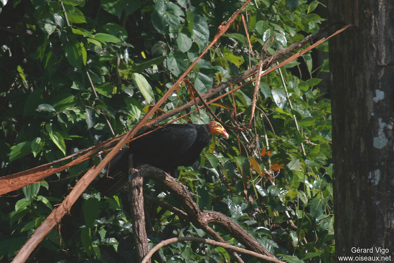 Greater Yellow-headed Vultureadult