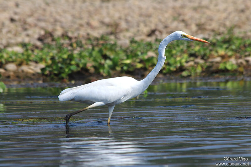 Great Egretadult