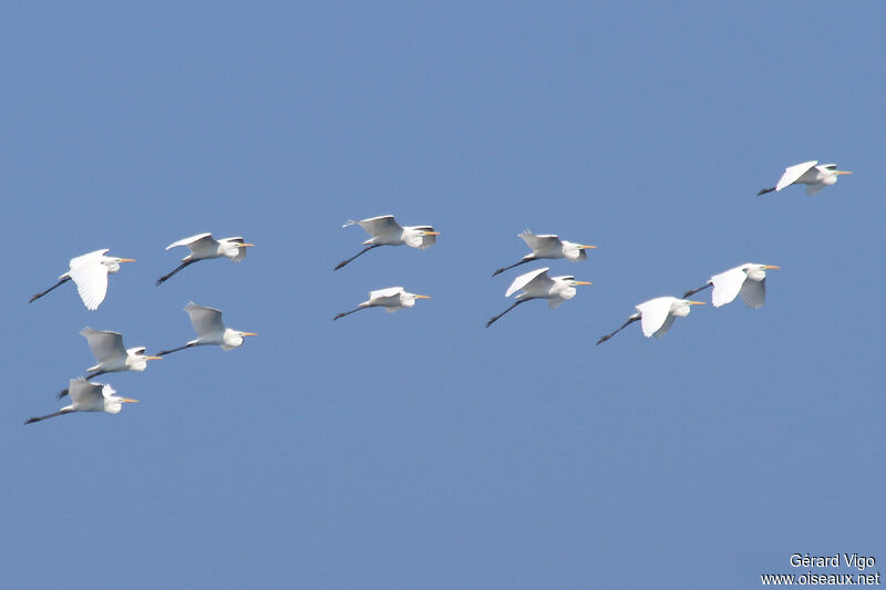 Great Egretadult, Flight