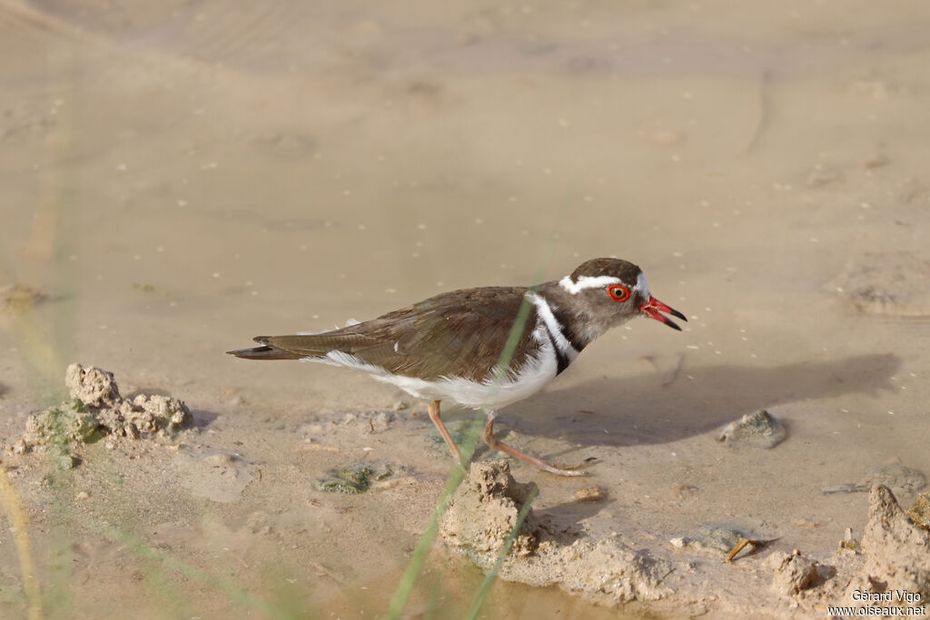 Gravelot à triple collier - Pluvier à triple collier<br />adulte