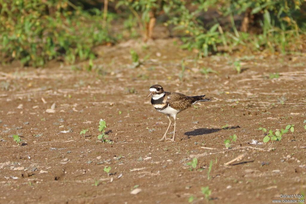 Killdeer