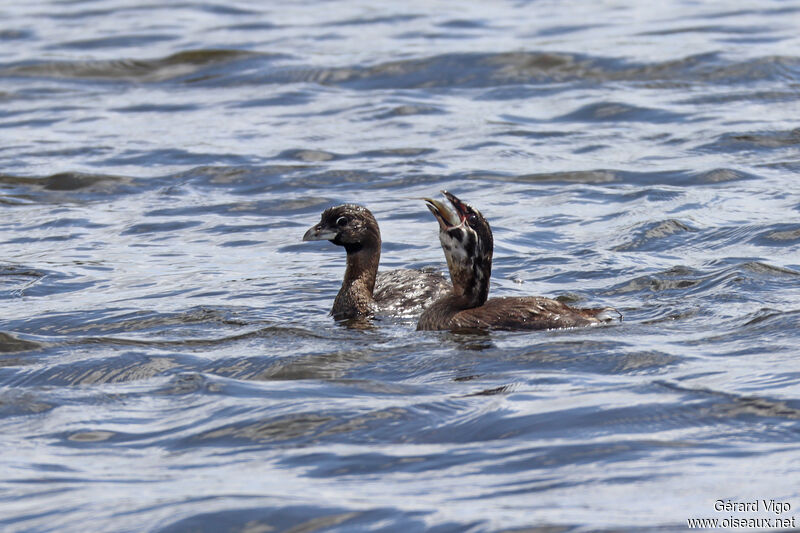 Grèbe à bec bigarré, pêche/chasse