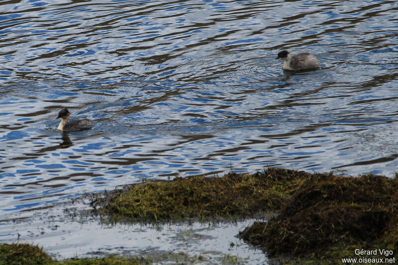 Silvery Grebeadult