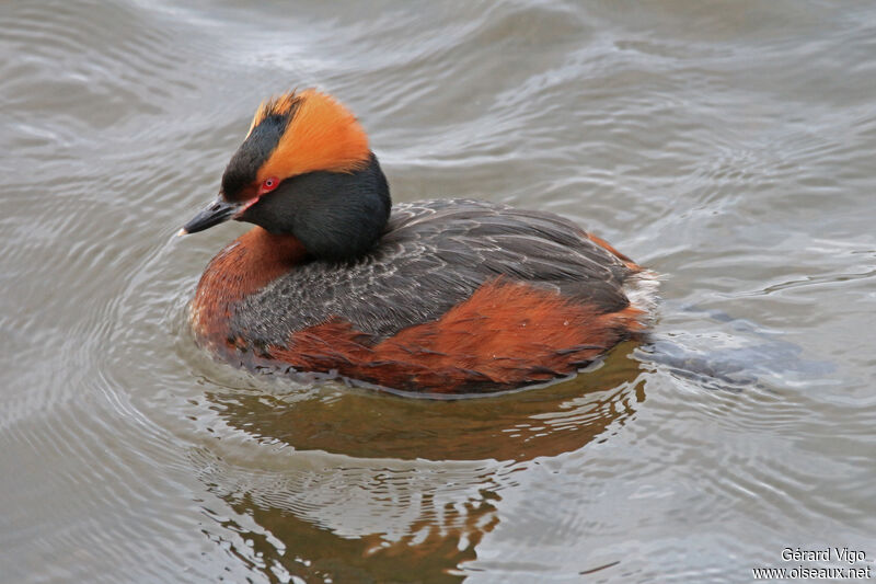 Horned Grebeadult breeding, swimming