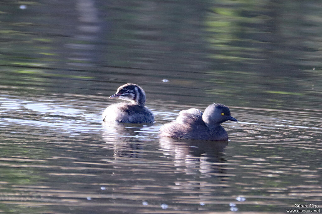 Grèbe minimejuvénile