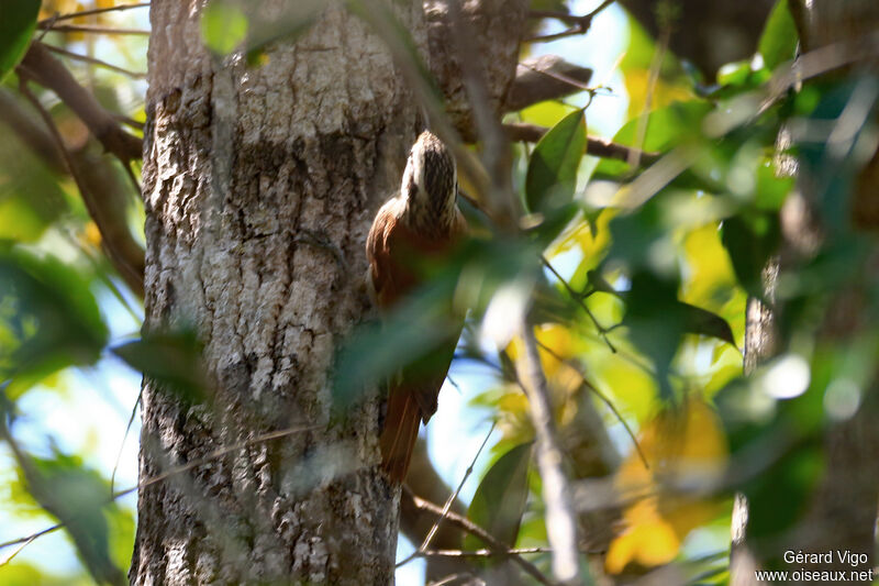 Narrow-billed Woodcreeperadult