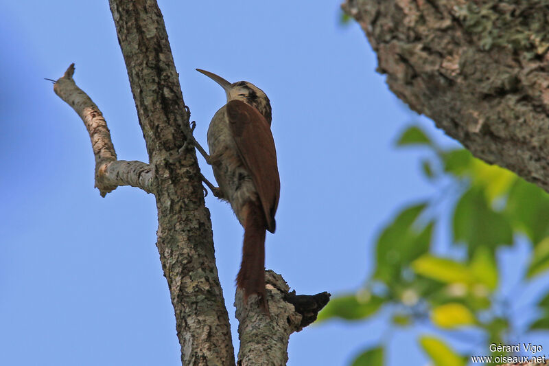 Narrow-billed Woodcreeperadult