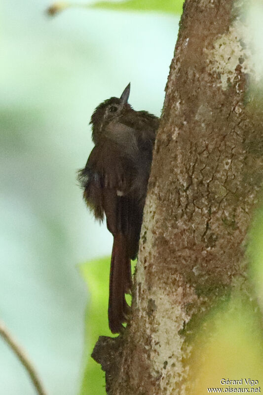 Wedge-billed Woodcreeperadult