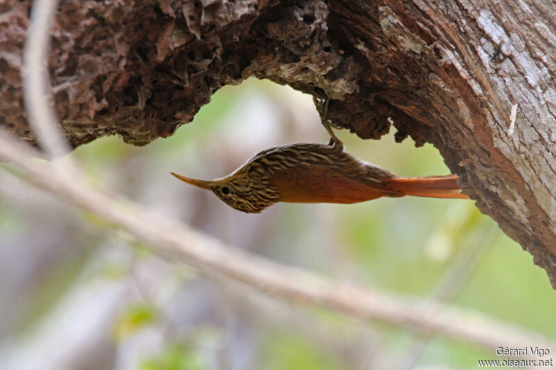 Streak-headed Woodcreeperadult