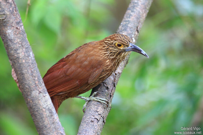 Strong-billed Woodcreeperadult