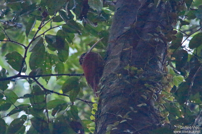 Long-billed Woodcreeperadult