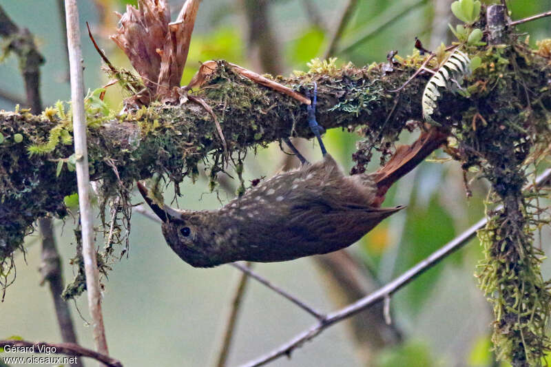 Spotted Woodcreeperadult, pigmentation, fishing/hunting, Behaviour