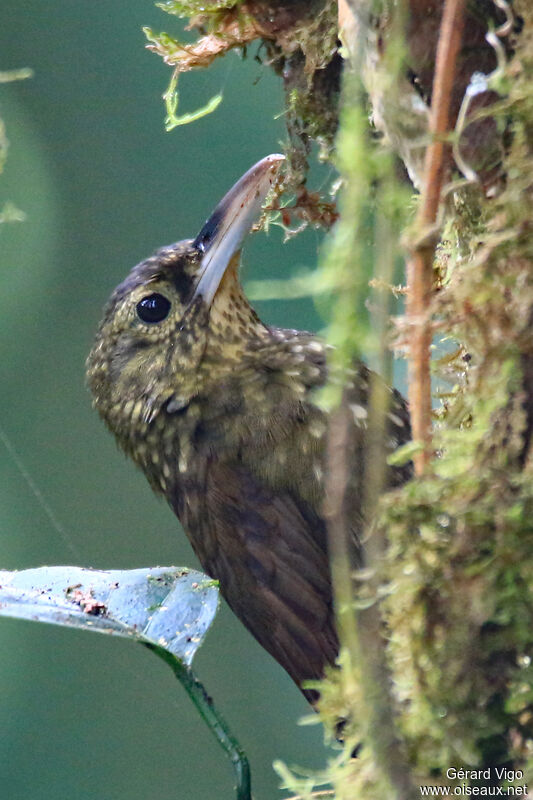 Spotted Woodcreeperadult, close-up portrait