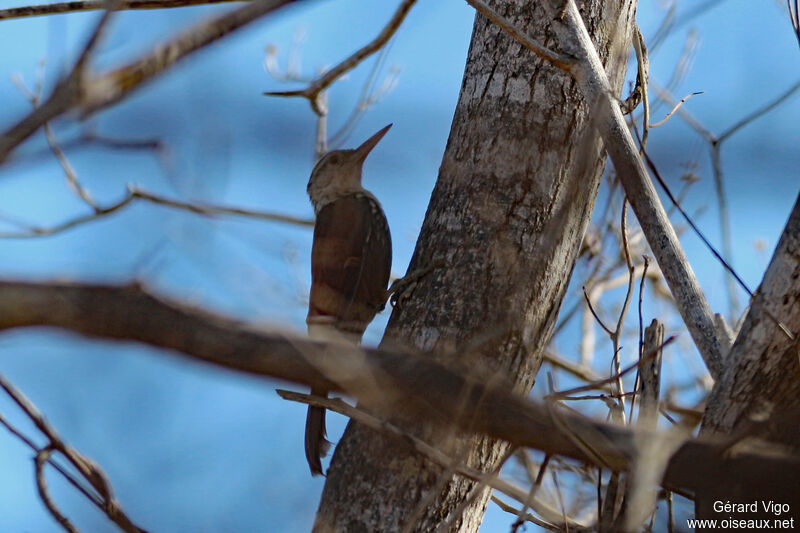 Straight-billed Woodcreeperadult