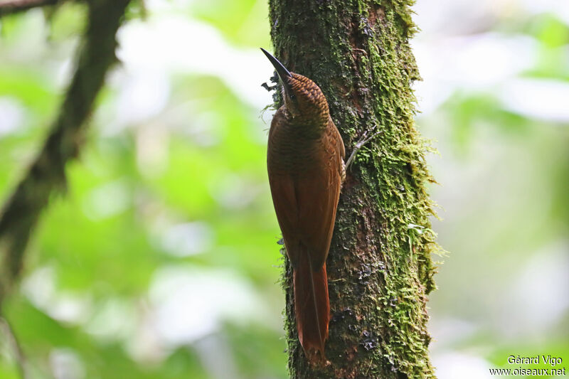 Northern Barred Woodcreeperadult