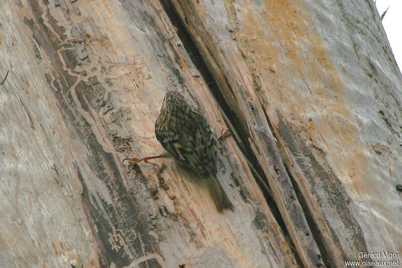 Short-toed Treecreeperadult