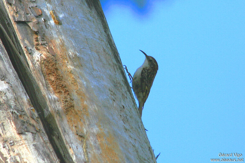 Short-toed Treecreeperadult