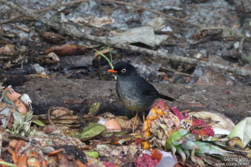 Slaty-backed Nightingale-Thrushadult