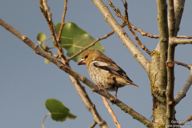 Hawfinchjuvenile