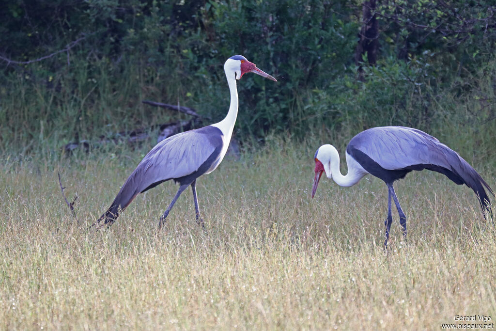Grue caronculéeadulte