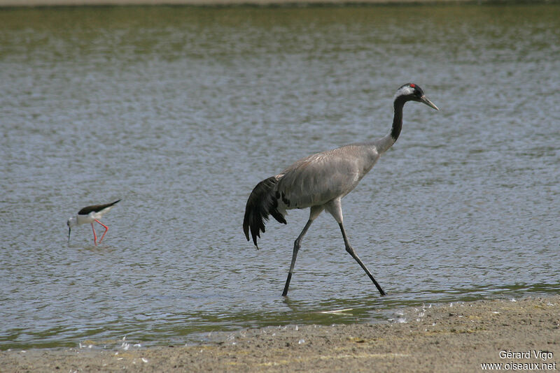 Common Craneadult