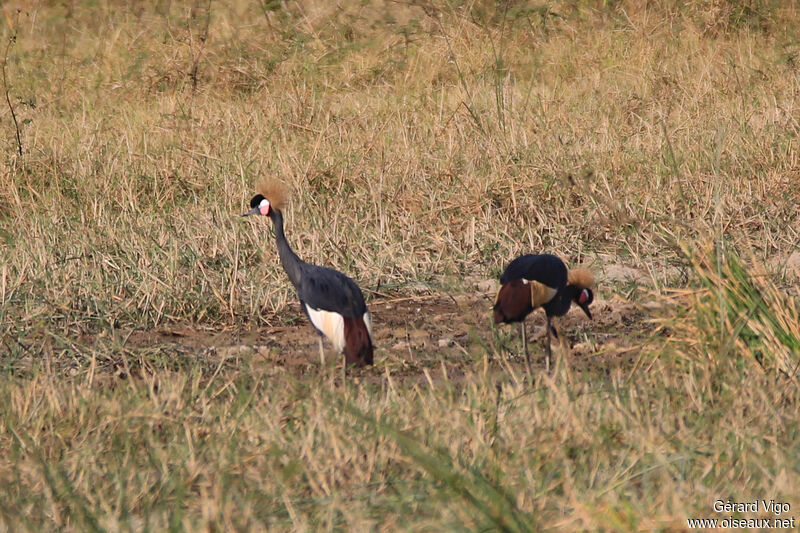 Grue couronnéeadulte