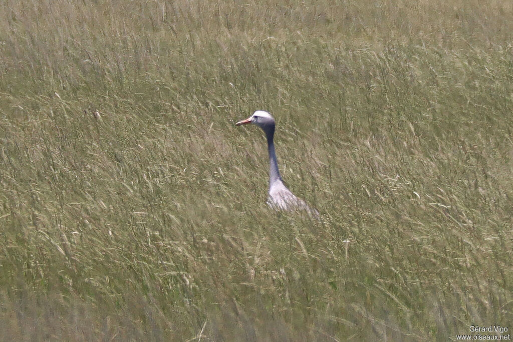 Blue Craneadult