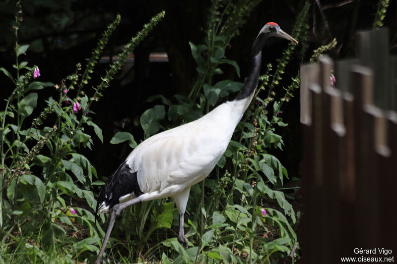 Red-crowned Craneadult