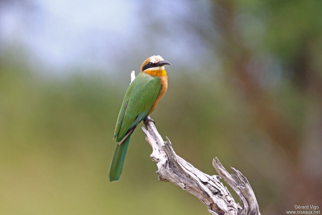 Guêpier à front blancadulte